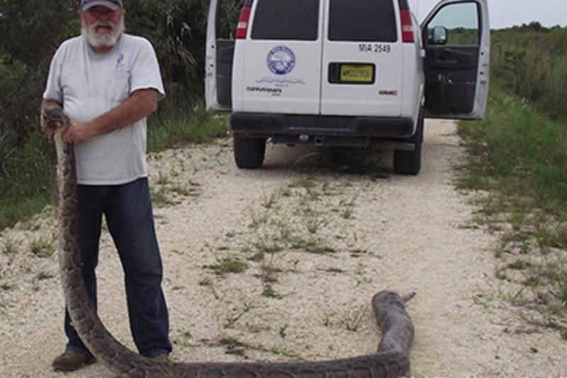 Пятиметровый питон съел в заповеднике трех оленей Пятиметровый питон съел в заповеднике трех оленей
