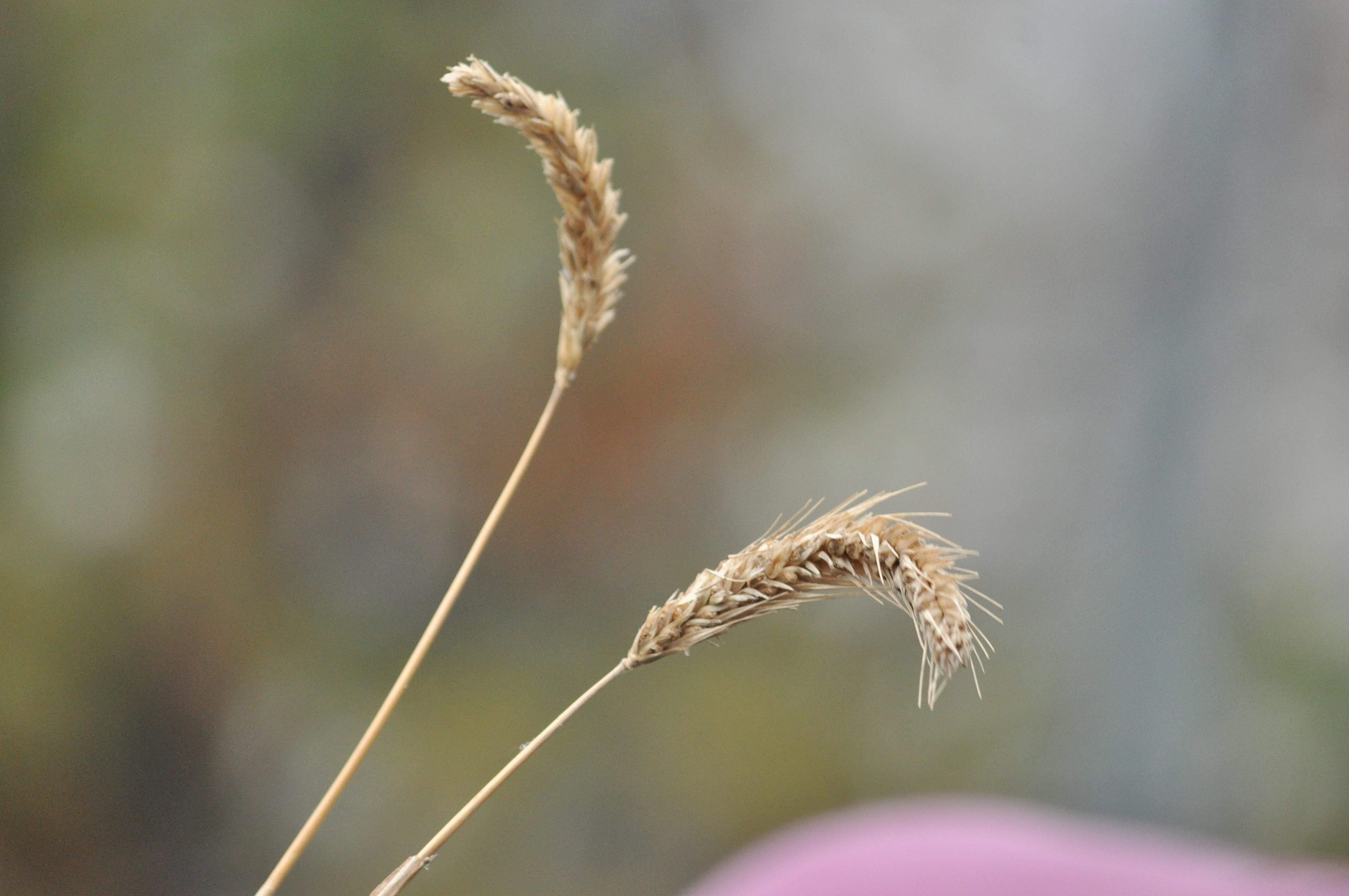 Нардепи закликали світ визнати Голодомор геноцидом Нардепи закликали світ визнати Голодомор геноцидом