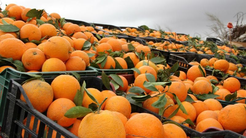 В Украину пытались провезти инфицированные мандарины В Украину пытались провезти инфицированные мандарины