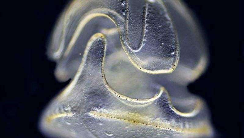 В океані знайшли унікальну тварину, тіло якої росте без тулуба
В океані знайшли унікальну тварину, тіло якої росте без тулуба