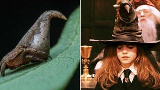 Новий вид павуків назвали на честь фантастичного капелюха із Хогвартсу