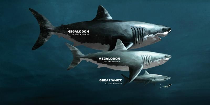Знайшли залишки 18-метрової акули доісторичних часів

