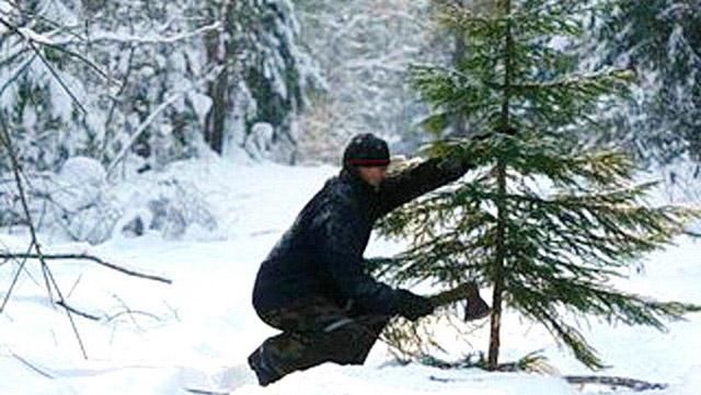 Как "елочных воров" ловят на горячем Как "елочных воров" ловят на горячем