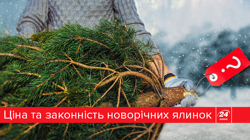 Новорічна красуня: ціна питання та штрафи за незаконну вирубку Новорічна красуня: ціна питання та штрафи за незаконну вирубку
