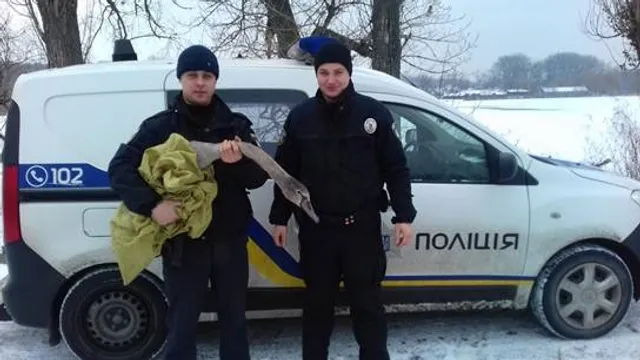 Поліція, Київ, лебідь