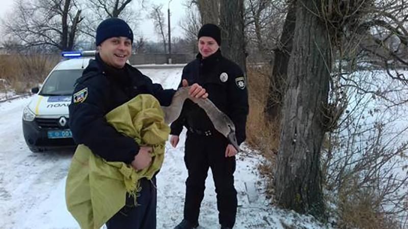 Патрульные, вместо человека, спасли из ледового плена лебедя на Киевщине
