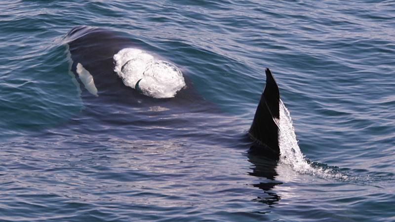 Загадкові кити-убивці знищили акулу біля Каліфорнії: вражаюче відео 