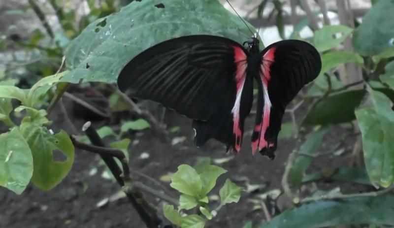 Память Крыма: как оккупационная власть решает проблемы с историческими памятниками
Память Крыма: как оккупационная власть решает проблемы с историческими памятниками