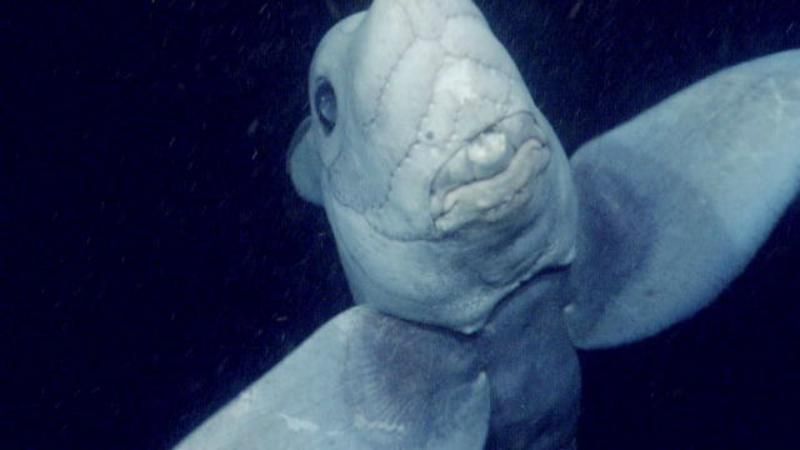 Вчені зняли на камеру рідкісну "акулу-примару", яка жила ще в доісторичні часи
Вчені зняли на камеру рідкісну "акулу-примару", яка жила ще в доісторичні часи