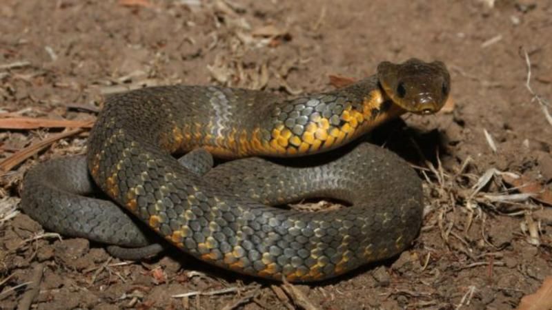 Австралийка нашла на елке змею вместо гирлянды