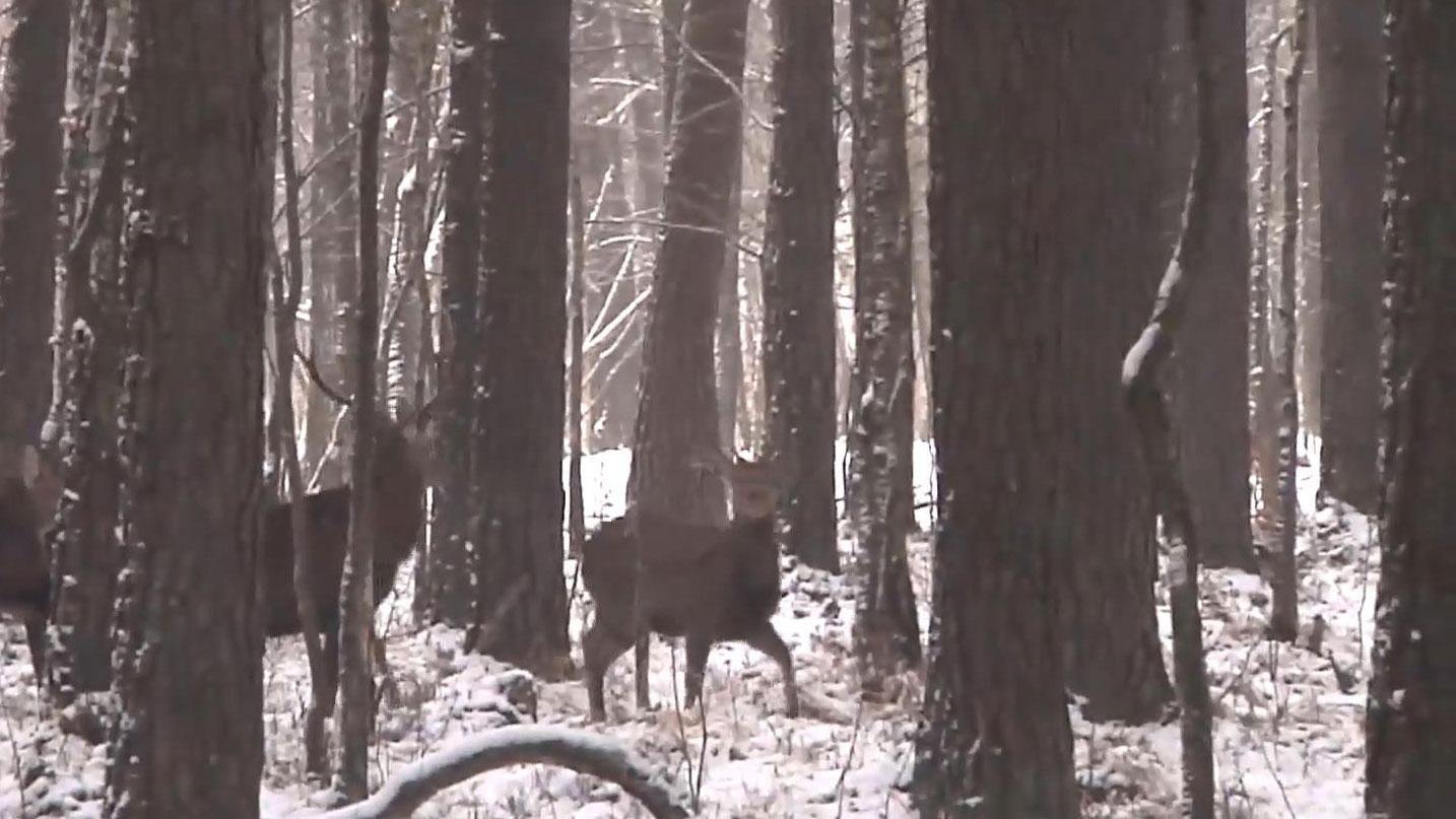 На Волыни создали необычный маршрут со знакомством с дикой природой На Волыни создали необычный маршрут со знакомством с дикой природой