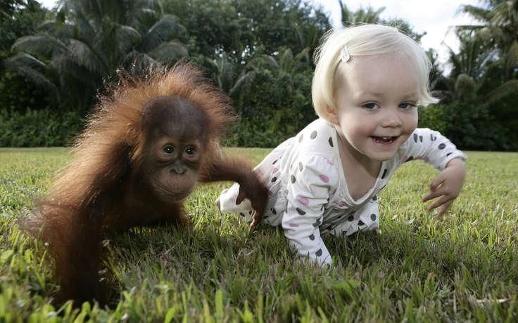 Мережу розчулив ролик про врятованих дитинчат орангутангів