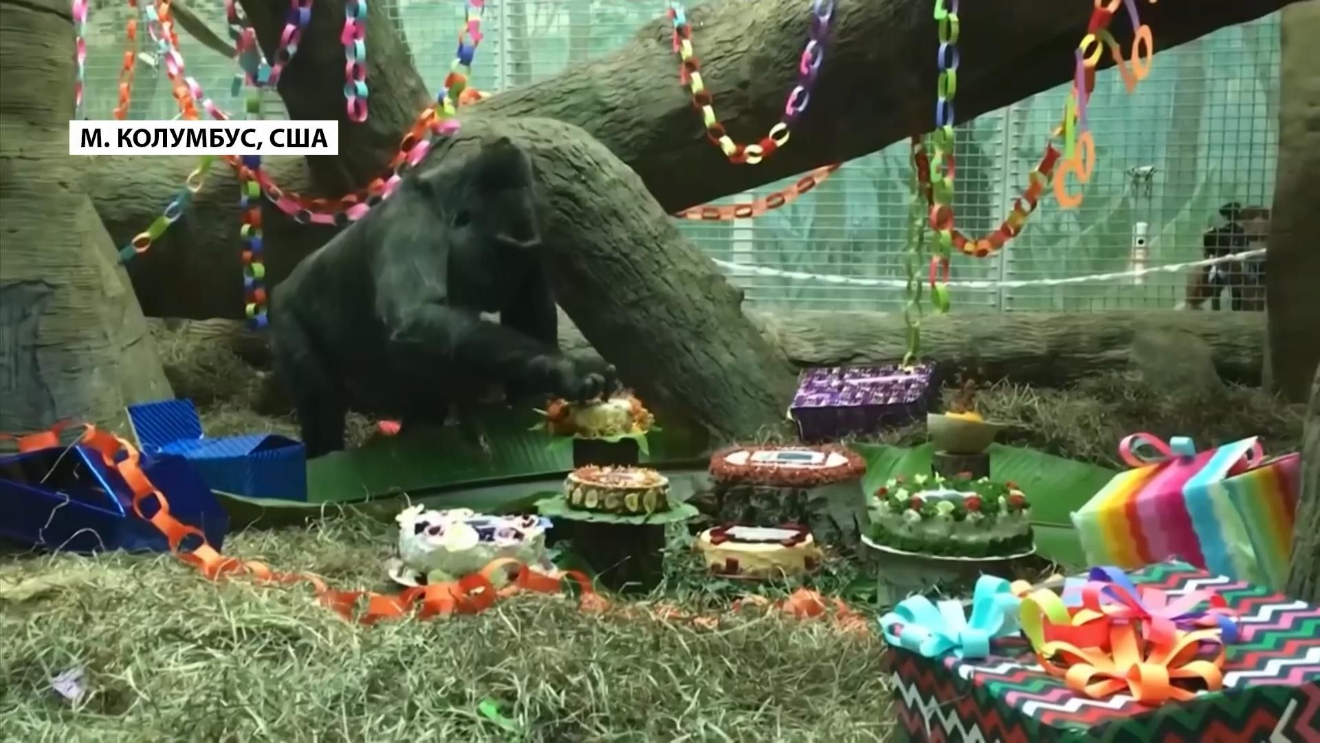 Як сотні людей прийшли в зоопарк привітати горилу з ювілеєм Як сотні людей прийшли в зоопарк привітати горилу з ювілеєм