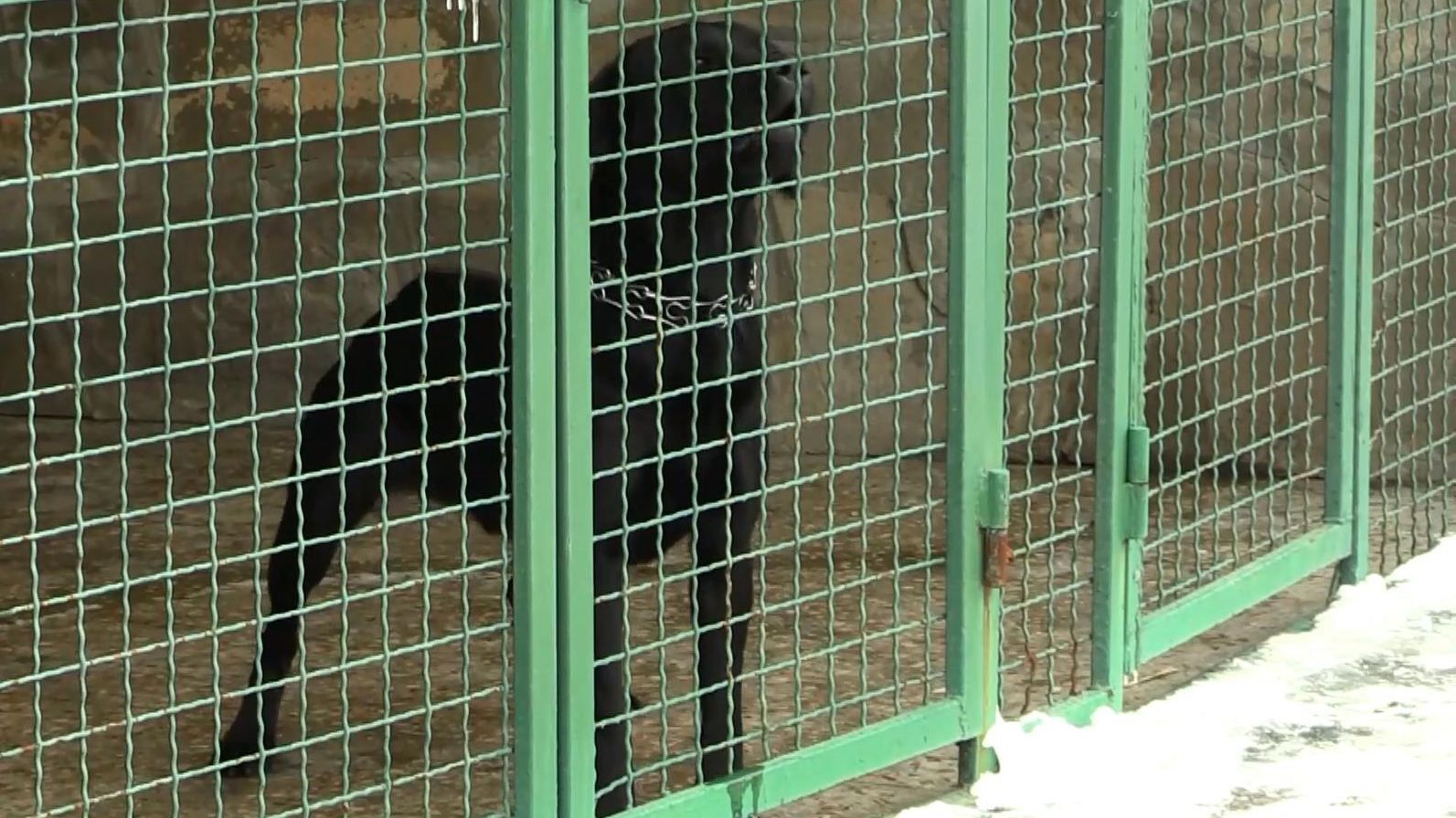 Огромный пес набросился на хозяйку и двух ее гостей в Харькове Огромный пес набросился на хозяйку и двух ее гостей в Харькове