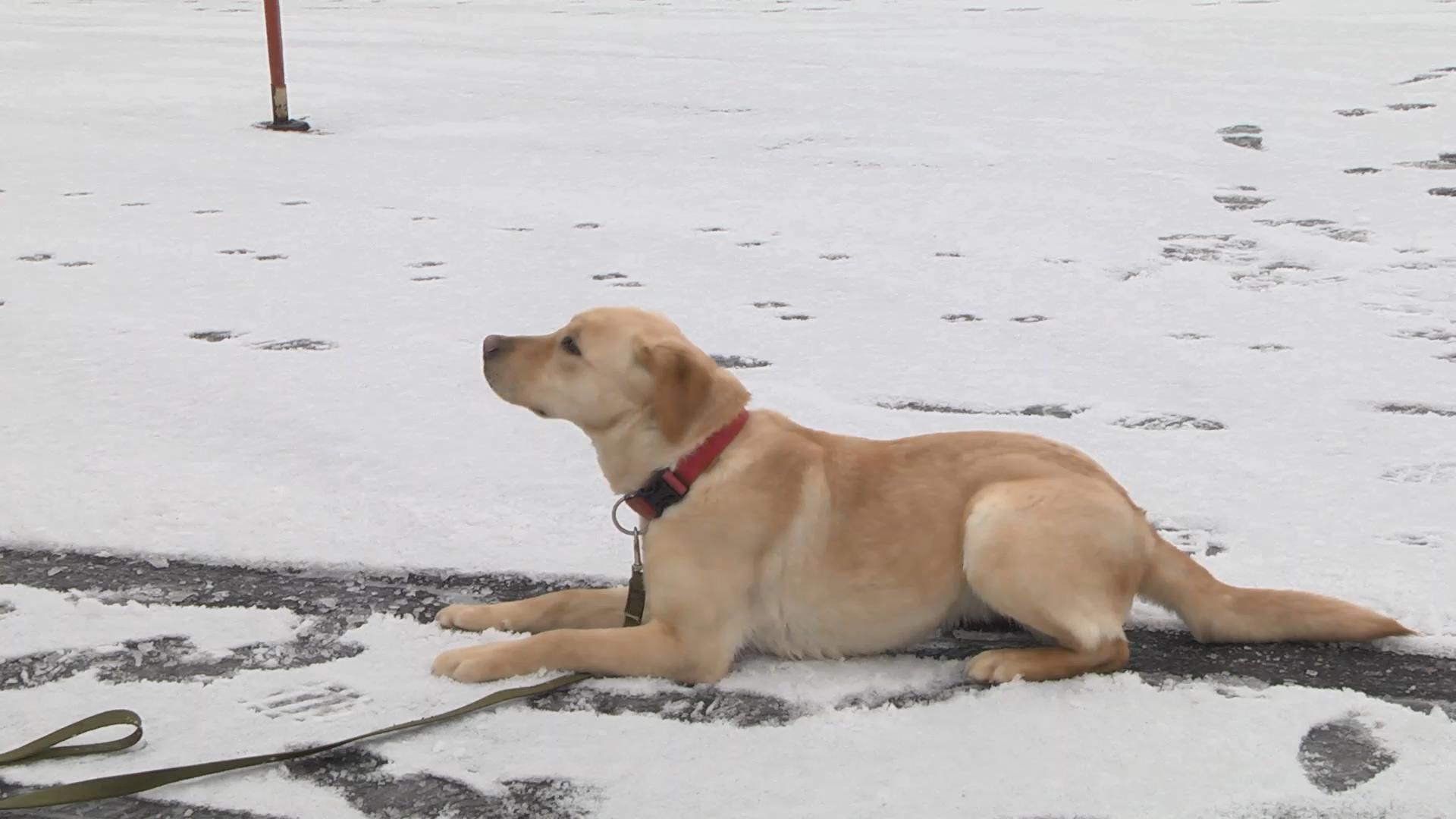 Як тренуються чотириногі помічники рятувальників Як тренуються чотириногі помічники рятувальників