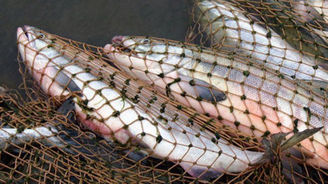 Браконьеры наловили редкой рыбы почти на три миллиона гривен