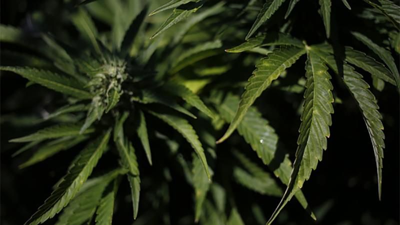 За марихуану більше не світитиме в'язниця у Грузії 