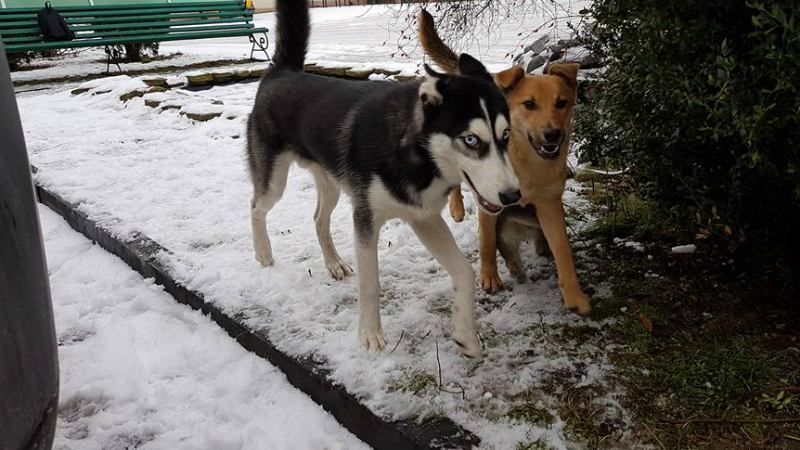 Як поліцейські креативно шукають власника собаки у Рівному Як поліцейські креативно шукають власника собаки у Рівному