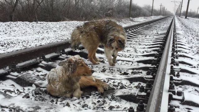 Людям треба вчитись: собака два дні поспіль охороняв поранену подругу посеред колії