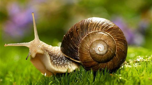 Как белорусы продают своих улиток в 3,5 раза дороже, чем украинцы