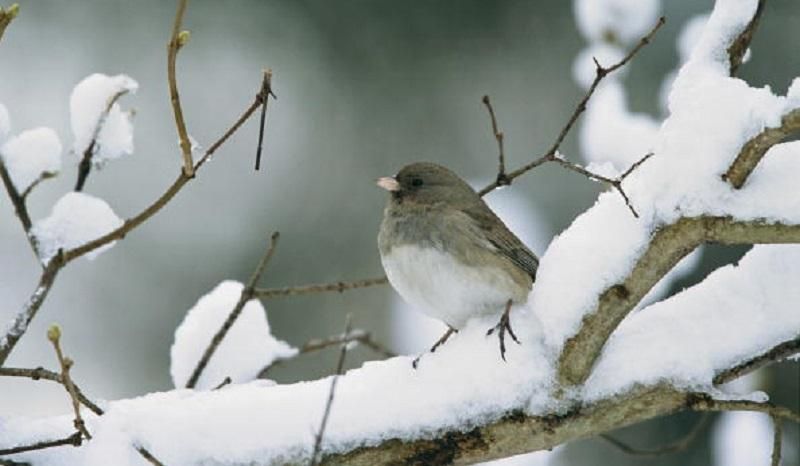 В Украине возвращается холод В Украине возвращается холод