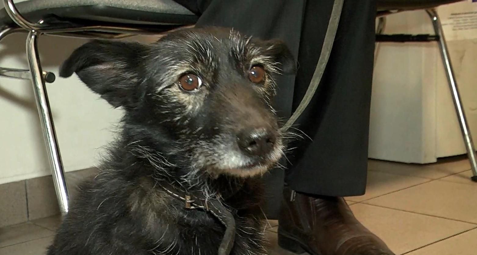 У Львові штрафуватимуть господарів за незареєстрованих собак У Львові штрафуватимуть господарів за незареєстрованих собак