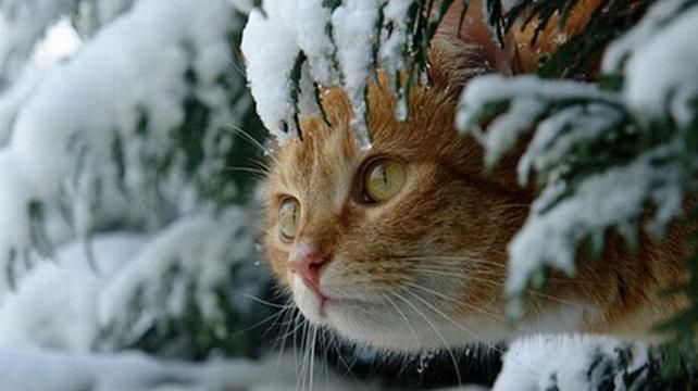 На свята в Україні прогнозують різке похолодання та погіршення погоди На свята в Україні прогнозують різке похолодання та погіршення погоди