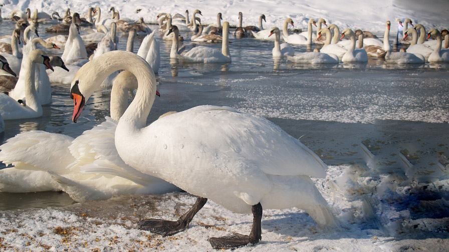 Из-за гриппа лебедей на известном буковинском озере объявили карантин