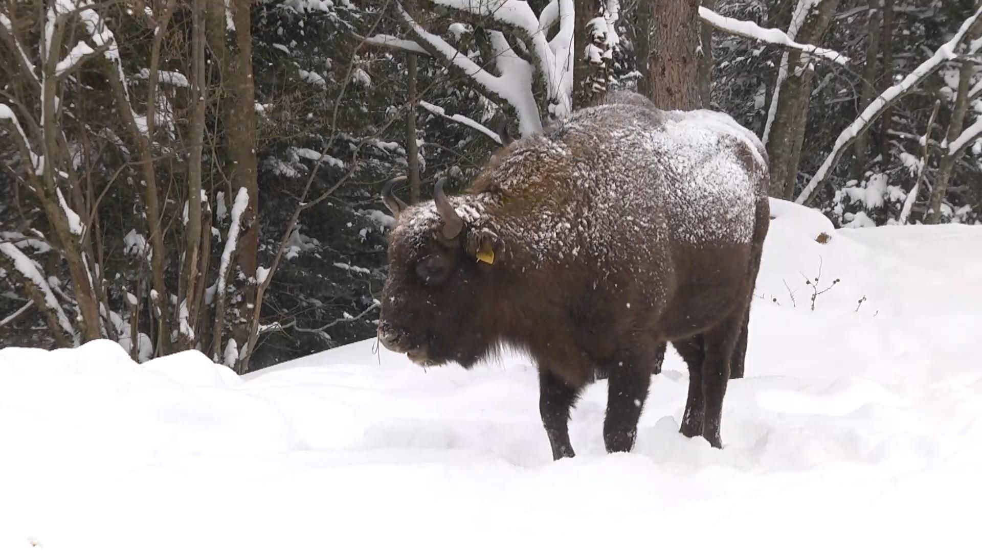 Популяція зубрів на Львівщині збільшилась втричі: тваринам шукають новий дім Популяція зубрів на Львівщині збільшилась втричі: тваринам шукають новий дім