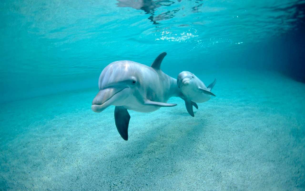 Четыре дельфина сбежали из приюта города браконьеров