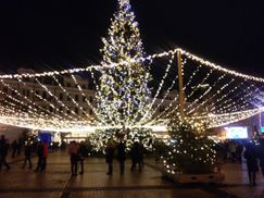 Интересное про ёлки: топ-7 украинских новогодних красавиц