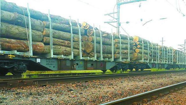 Прикордонники затримали велику контрабанду кругляка Прикордонники затримали велику контрабанду кругляка