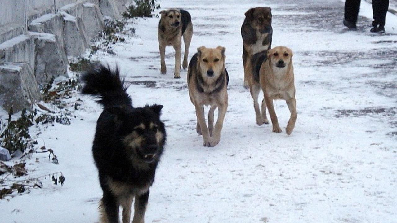 Собаки насмерть загрызли мужчину на Киевщине