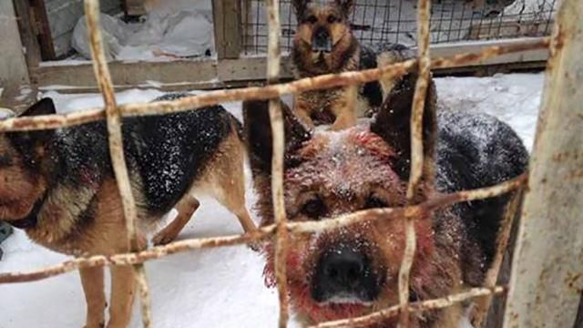 Появились шокирующие детали о мужчине, которого загрызли собаки Появились шокирующие детали о мужчине, которого загрызли собаки