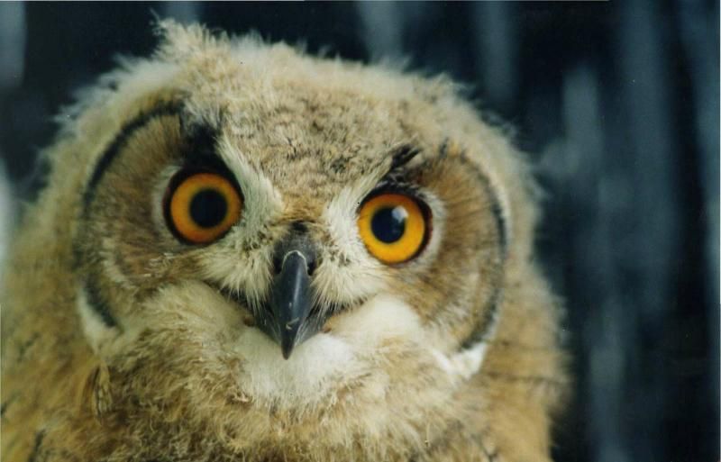 Птахи в Запоріжжі можуть загинути через негоду
Птахи в Запоріжжі можуть загинути через негоду