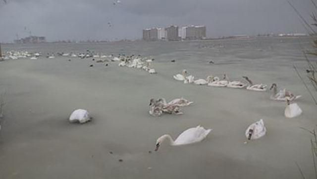 Из-за сильных морозов стая лебедей примерзла к озеру в Крыму