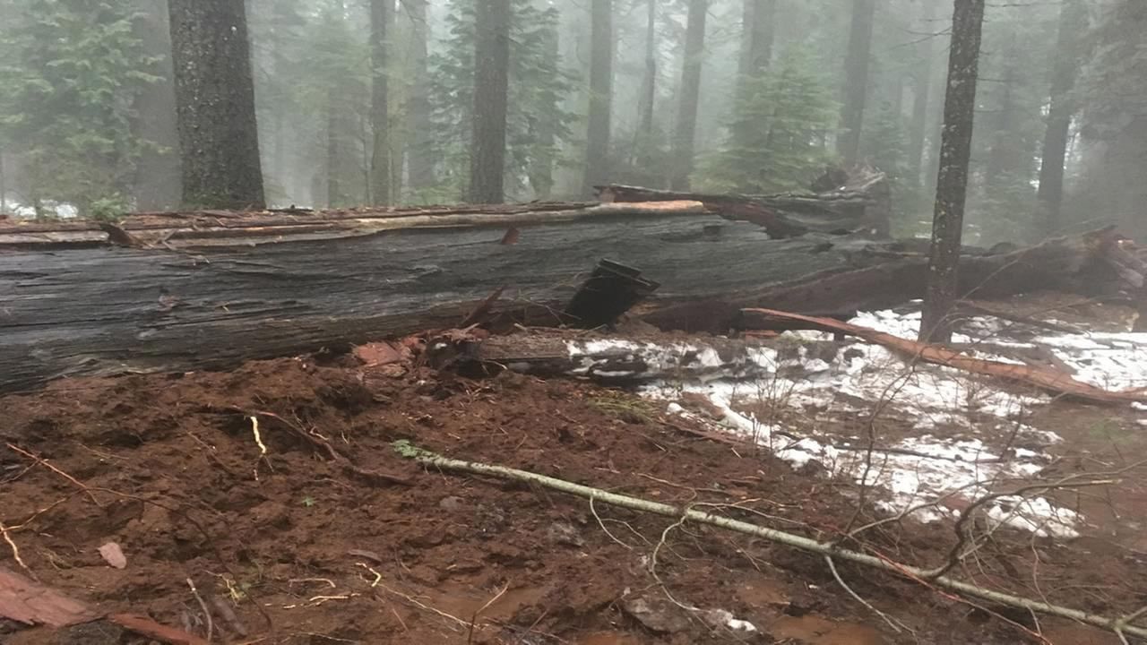 Буря свалила тысячелетнее дерево-гигант в США