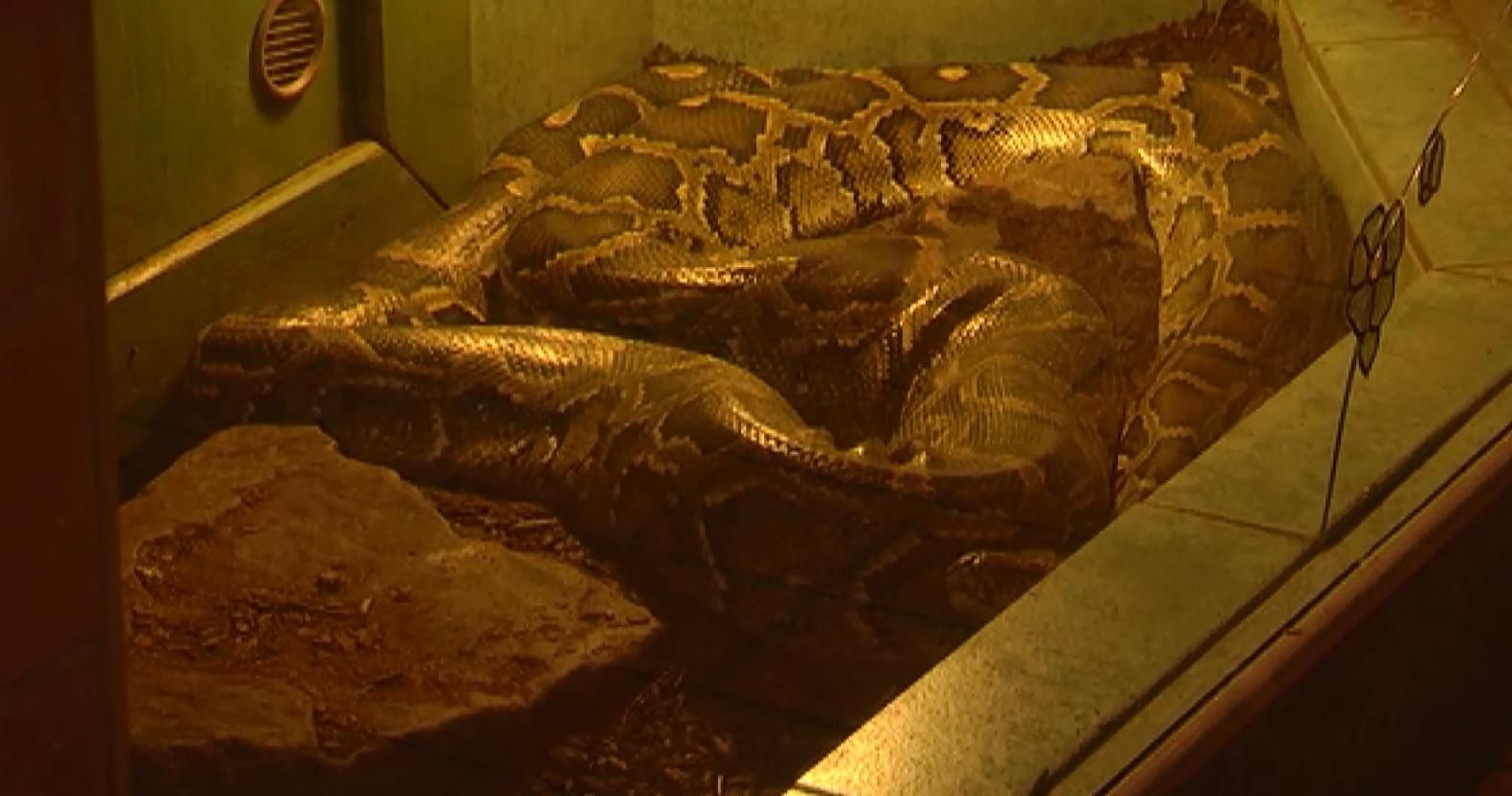 В Ужгороді з тераріуму втік триметровий пітон В Ужгороді з тераріуму втік триметровий пітон