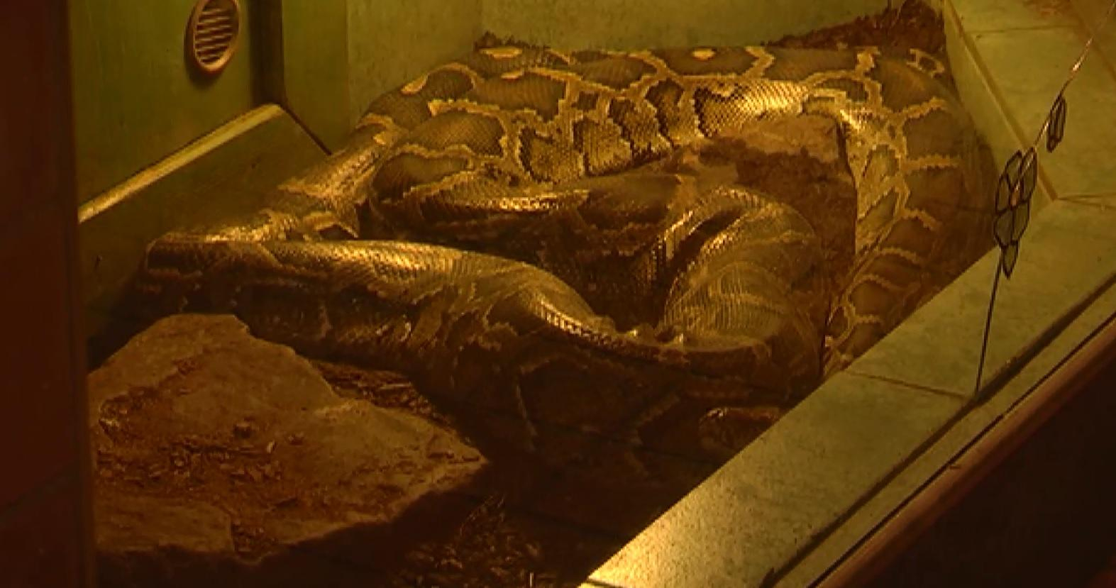 В Ужгороді з тераріуму втік триметровий пітон В Ужгороді з тераріуму втік триметровий пітон