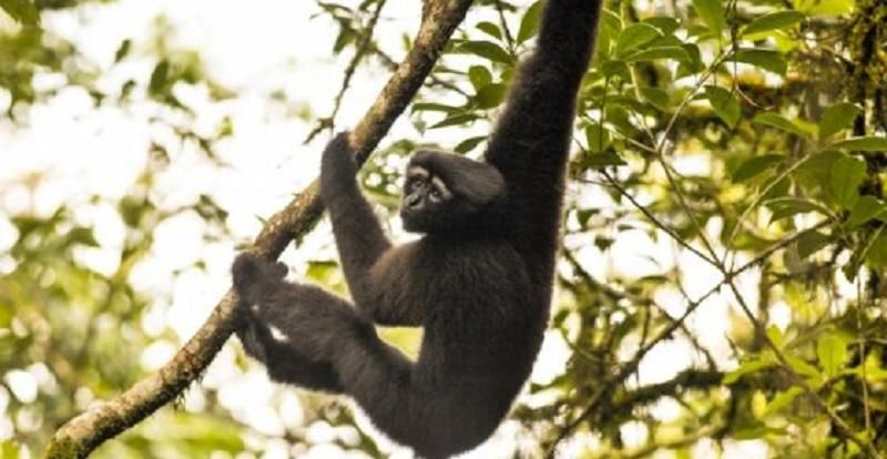 Новый вид приматов назвали в честь героя "Звездных войн" Новый вид приматов назвали в честь героя "Звездных войн"