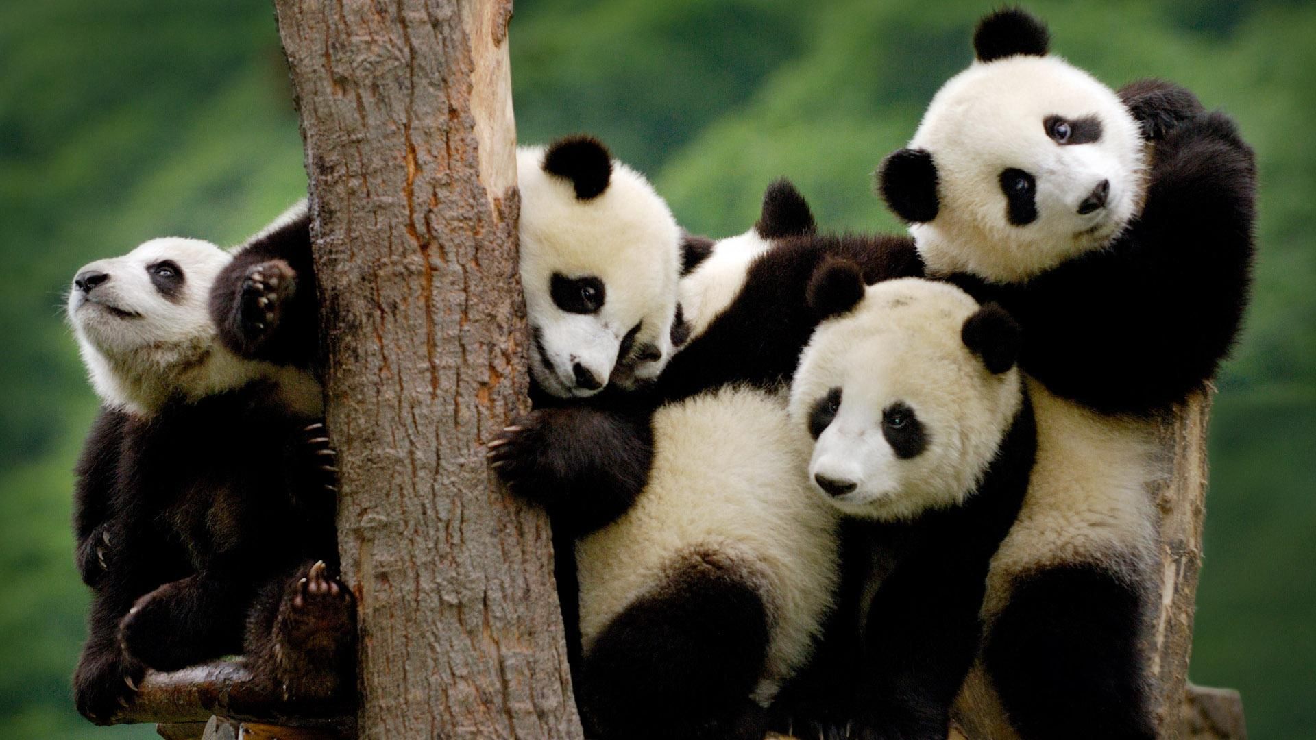 Рідкісні панди привітають китайців з місячним Новим роком