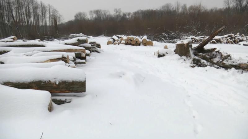 Як Держлісагентство ускладнило шахраям проведення оборудок
