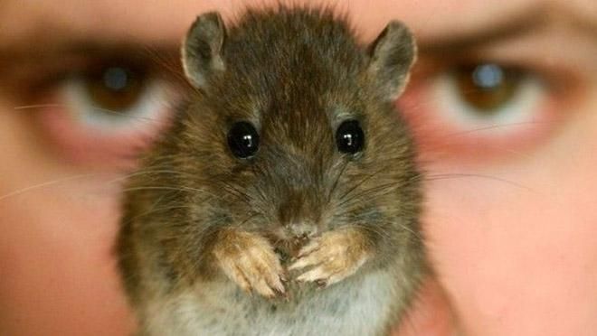 На Одещині від щурячої отрути померла дитина На Одещині від щурячої отрути померла дитина