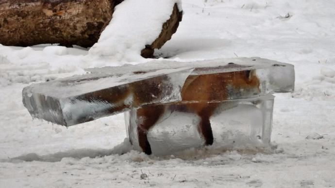 Моторошне фото дня: лисиця замерзла заживо у Дунаї
