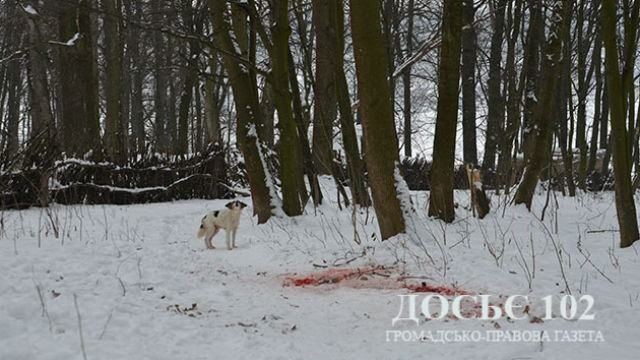 Моторошна історія. На Тернопільщині  бродячі собаки відгризли старенькій голову 