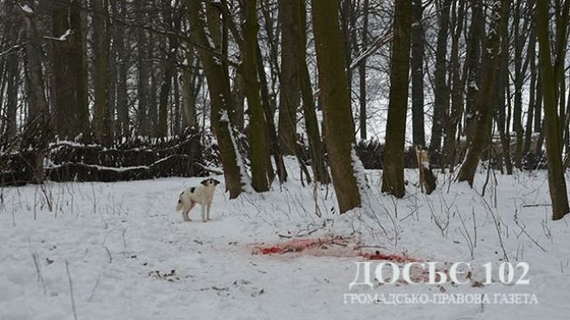 Жуткая история. На Тернопольщине бродячие собаки отгрызли старушке голову