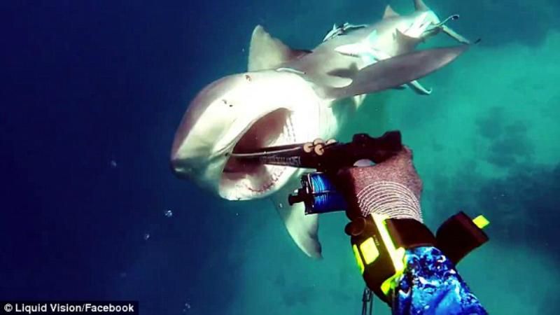 Вражаюче відео: дайвер зняв на камеру та відбив атаку акули
