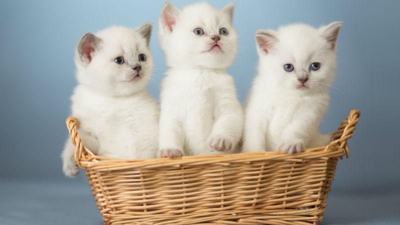 Українка прихистила вдома майже сотню котів та собак Українка прихистила вдома майже сотню котів та собак