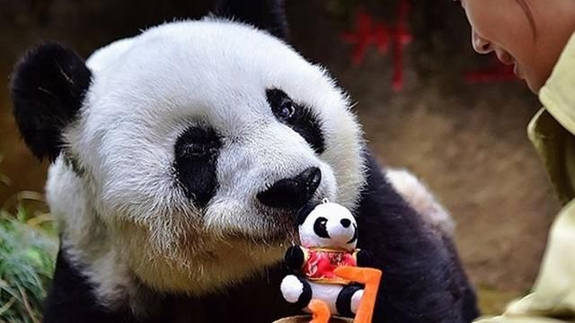 Самая старая панда в мире празднует день рождения Самая старая панда в мире празднует день рождения