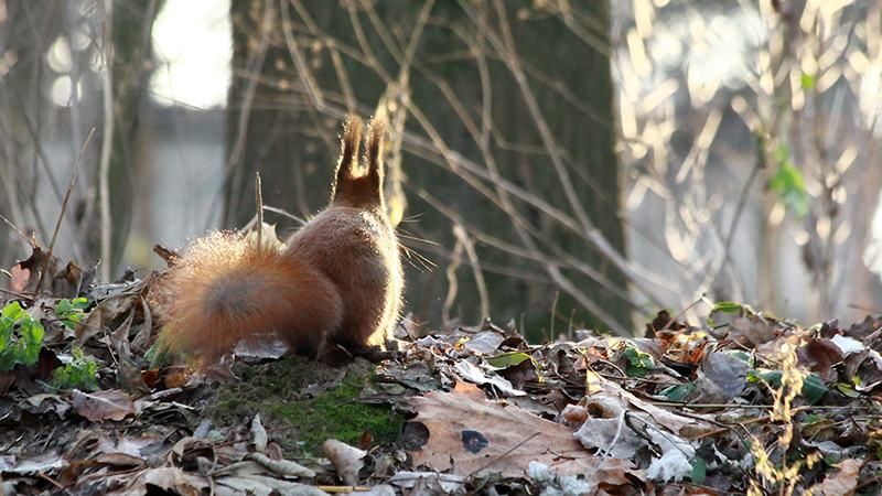 В Украину идет потепление - 20 января 2017 - Телеканал новин 24 В Украину идет потепление - 20 января 2017 - Телеканал новин 24